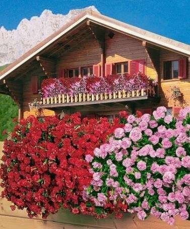 flowers for balcony garden-Dianthus