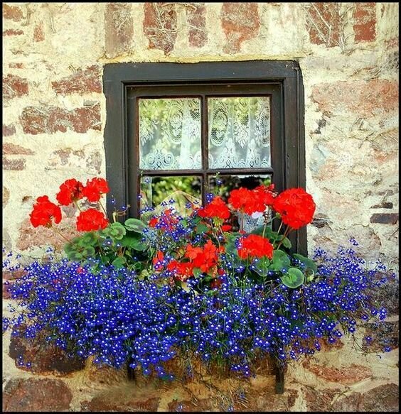 flowers for balcony garden-lobelia