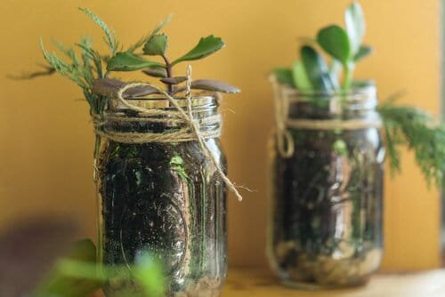 The 21 Types of Indoor Plants to Grow in Jars and Bottles