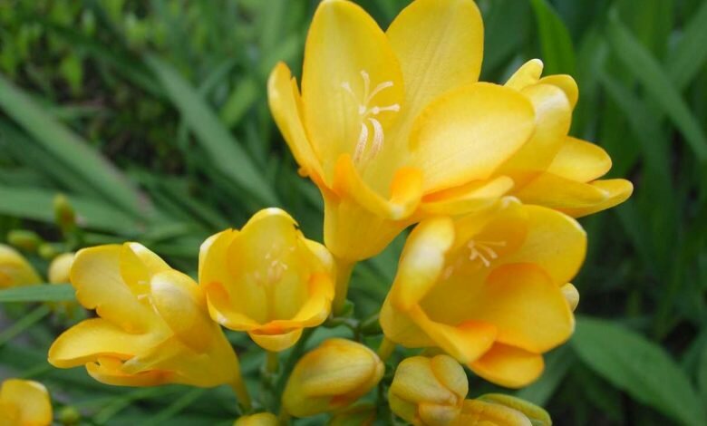 How To Plant, Grow, and Care For Freesia