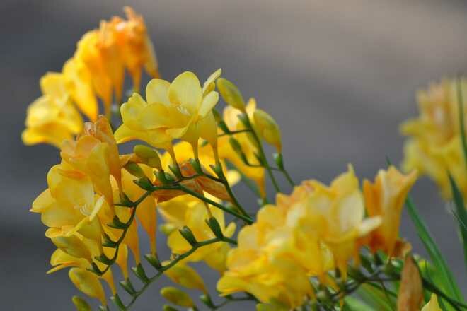 How To Plant, Grow, and Care For Freesia