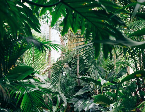 10 Exotic and Hardy Plants For the Jungle Garden 
