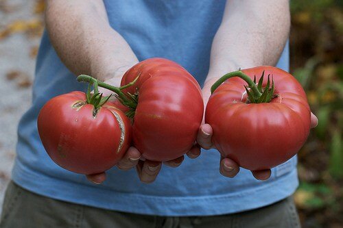 harvesting brandywine tomatoes