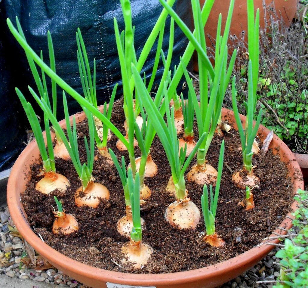 container Onions