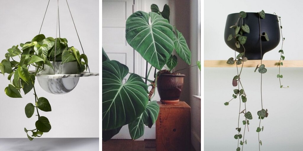 10 Attractive Heart Shaped Plants To Add Romance To Your Indoor