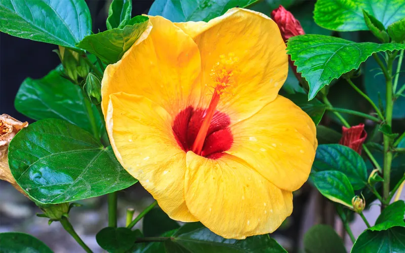 How To Grow And Care For Hibiscus Tree