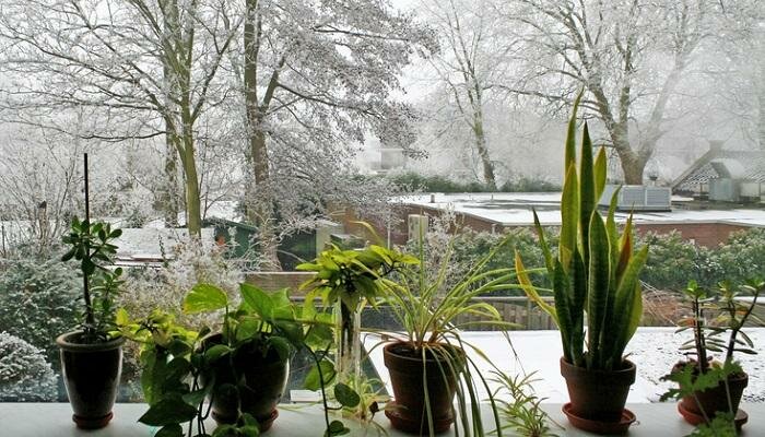 7 Tips To Prepare Your Houseplants For Winter