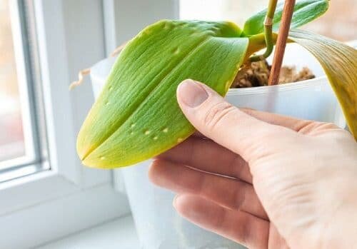 How to Revive an Orchid from Dying in 8 Steps