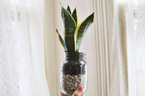The 21 Types of Indoor Plants to Grow in Jars and Bottles