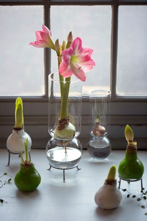 10 Flowers You Can Grow In Vases in Water