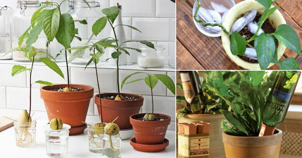 Top 8 Incredibly Clever Gardening Tricks For Your Garden