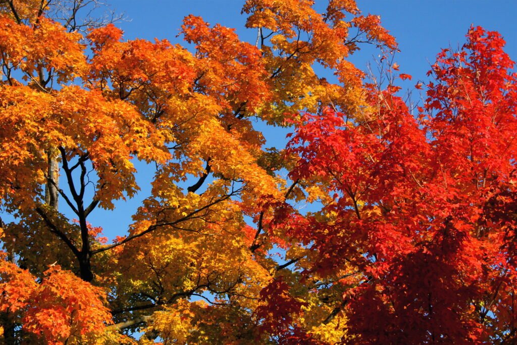 6 Amazing Types of Elegance Maple Trees 