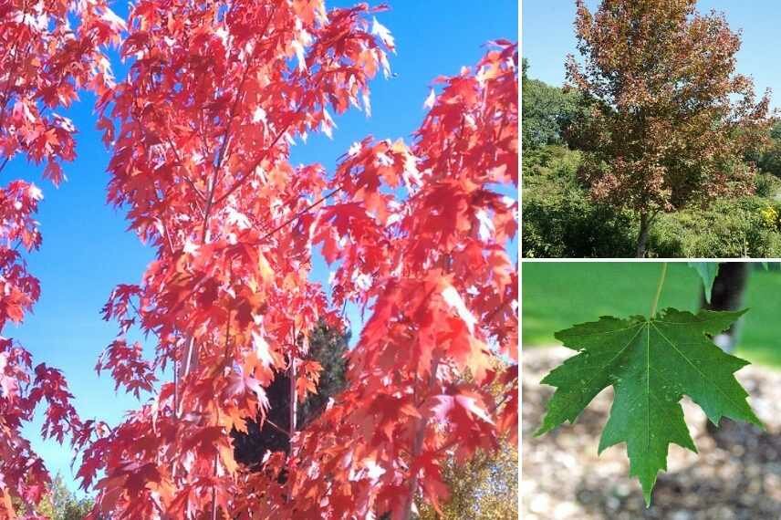 6 Amazing Types of Elegance Maple Trees 