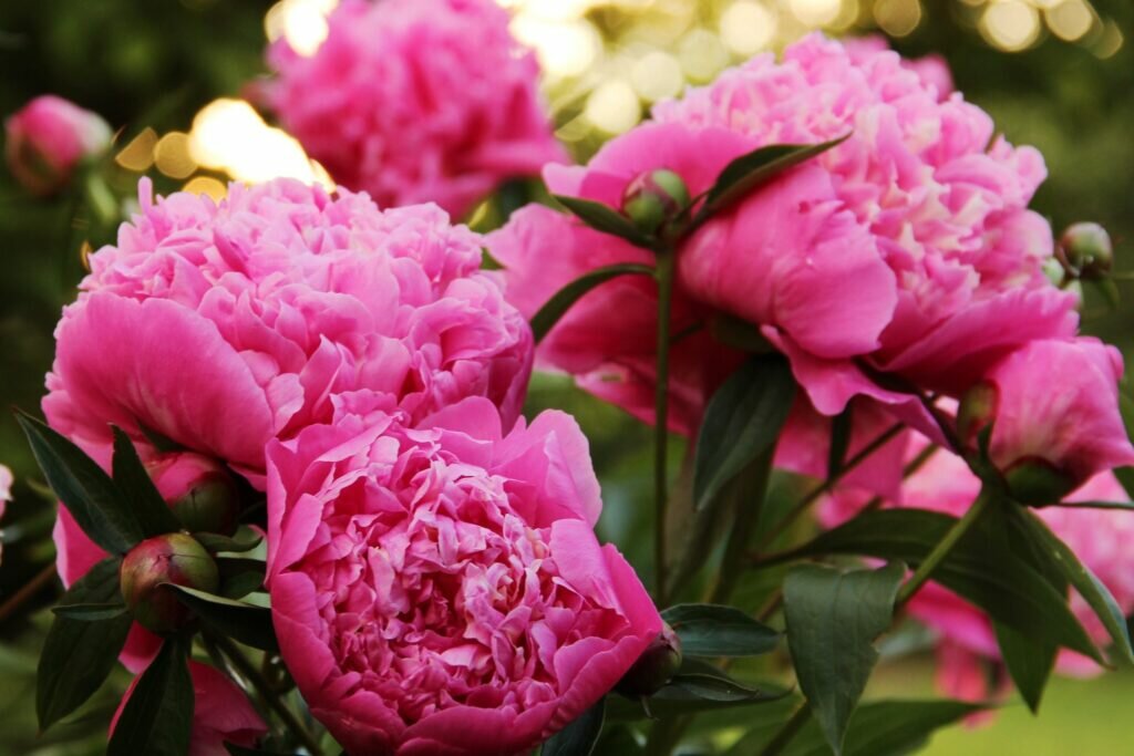 Tips and Information About Peonies to Help You Get The Best Results 