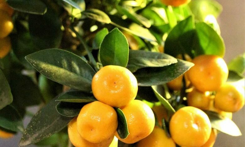 How to Grow and Care for a Calamondin Tree 
