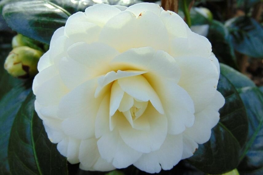 The 7 Best Varieties of Blooming Camellias