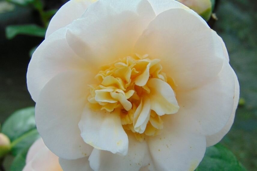 Camellia japonica 'Bokuhan' * Camélia anémone compact