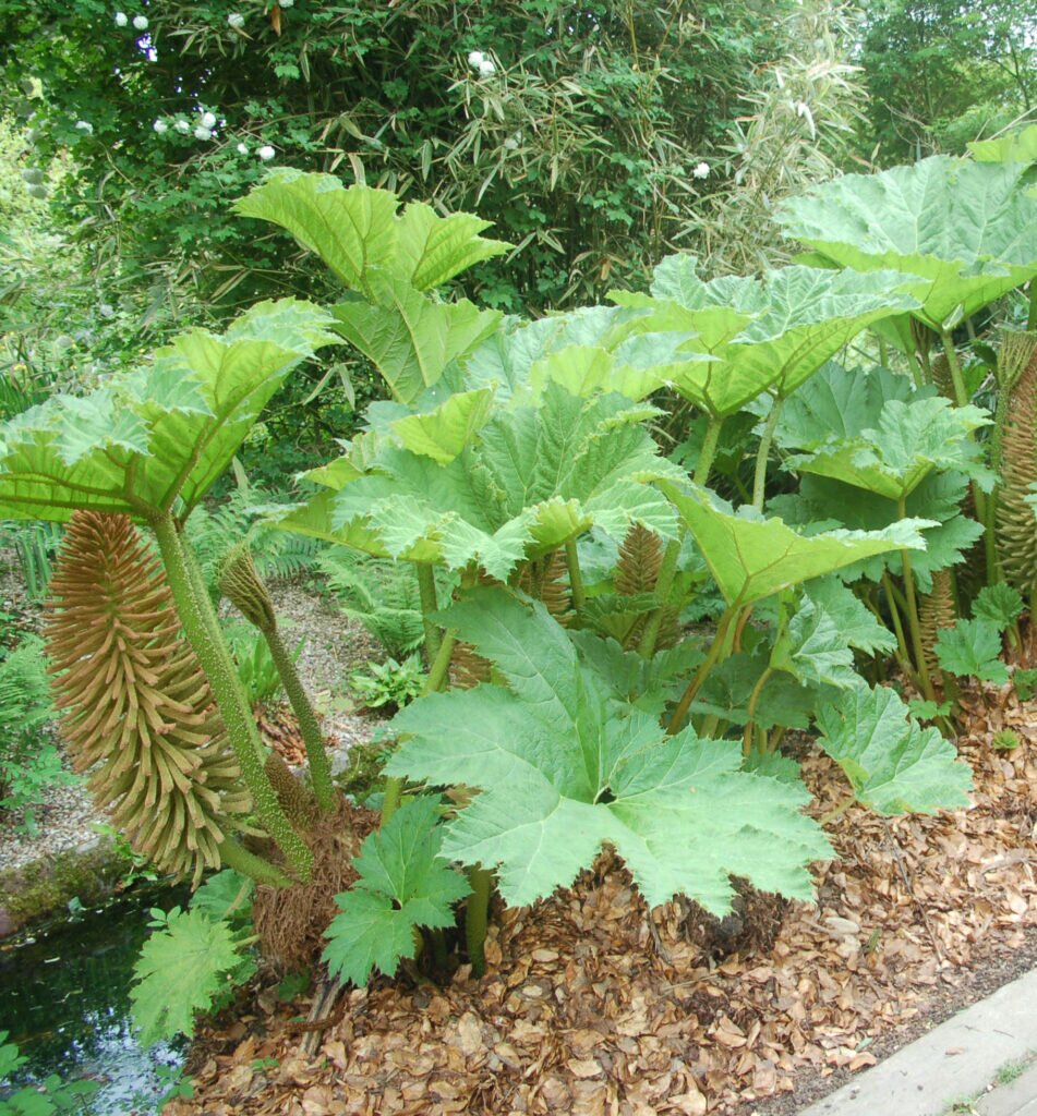 How to Protect a Gunnera in 4 steps