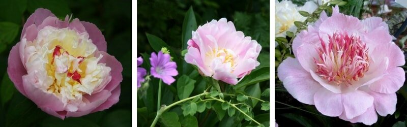 Tips and Information About Peonies to Help You Get The Best Results