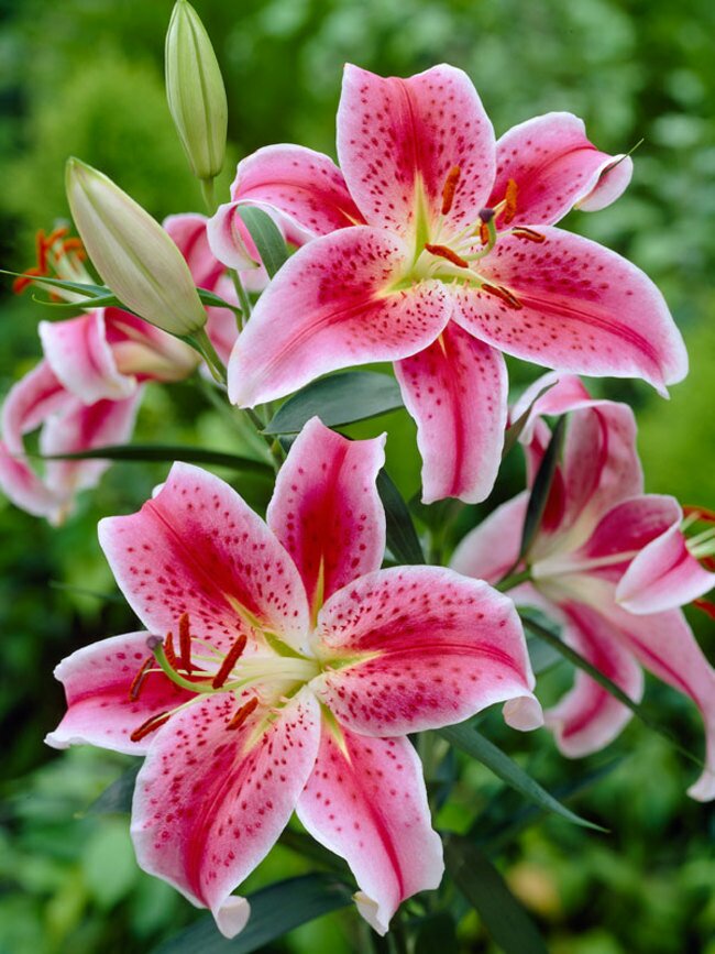 How To Plant, Grow, and Care for Asian lilies