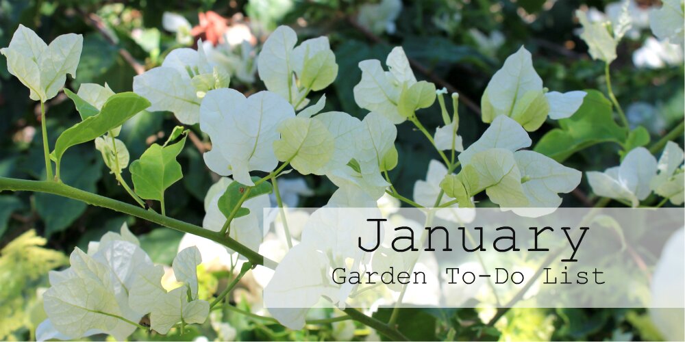 What You Should Do In The Garden In January