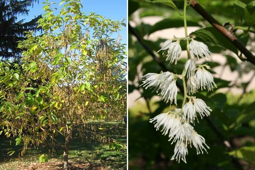 7 Of The Best Trees With White Flowers