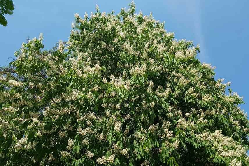 7 Of The Best Trees With White Flowers