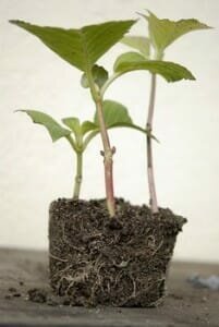 How to Grow Hydrangeas From Stem Cuttings