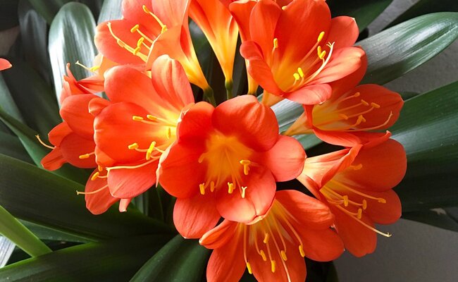 How To Help The Clivia To Prepare Its Beautiful Flowering? 