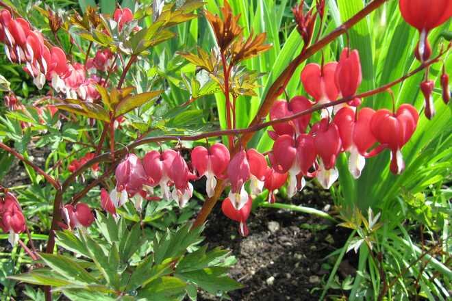 How To Plant, Grow, and Care for Heart Mary Flower