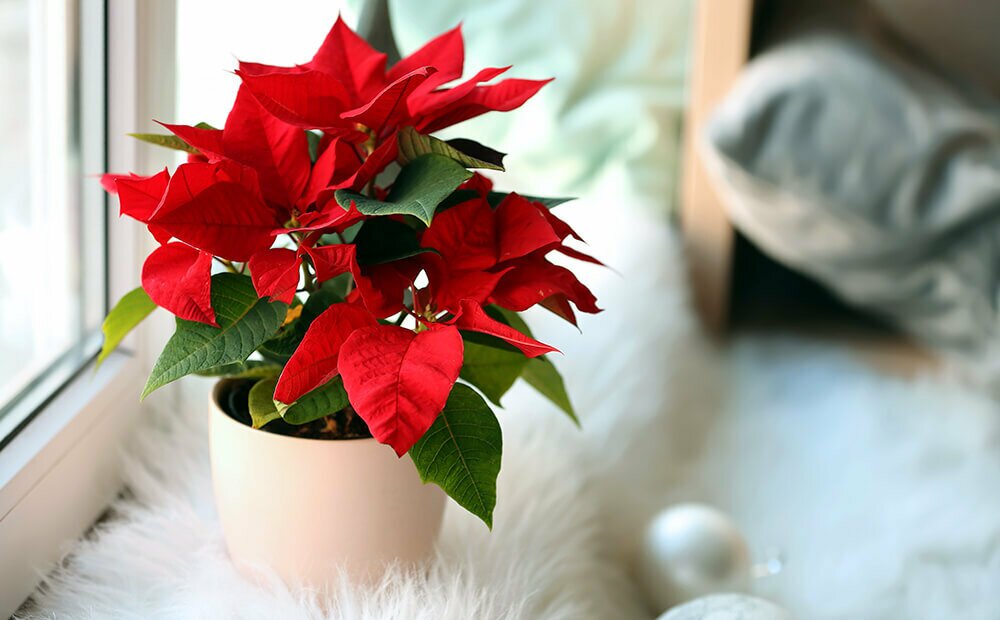 How To Take Care of Poinsettias Through Winter and Beyond