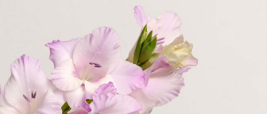 How to Plant, Grow, and Care for Gladiolus Flowers 