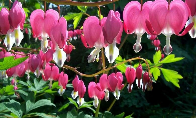 How To Plant, Grow, and Care for Heart Mary Flower