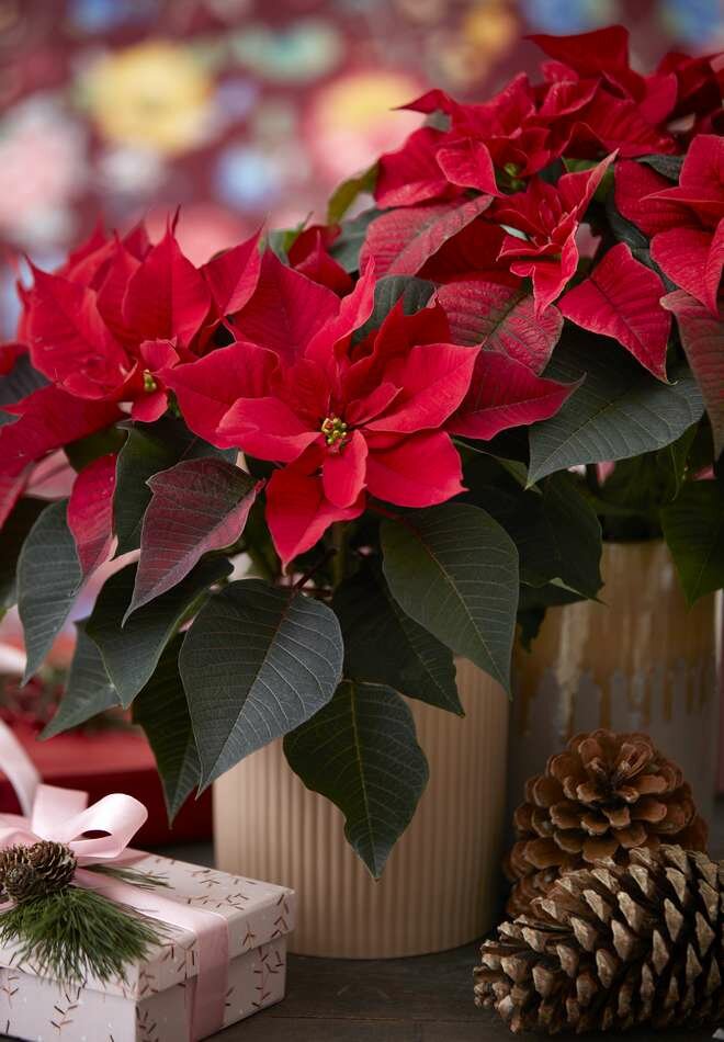 How To Take Care of Poinsettias Through Winter and Beyond