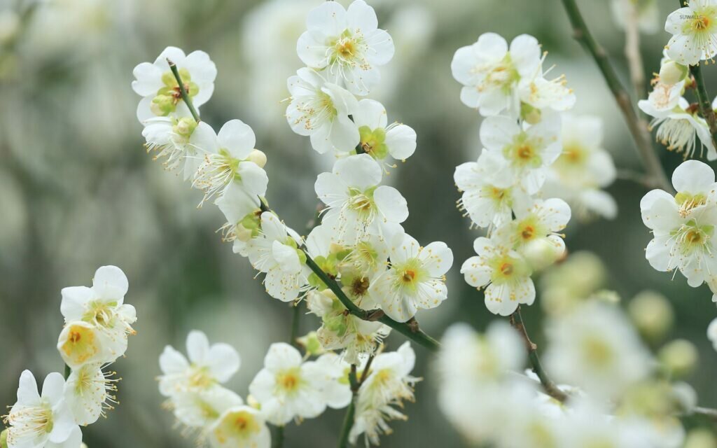 7 Of The Best Trees With White Flowers 