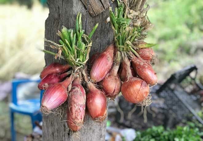 How to Plant and Grow Shallots : Easy and productive!
