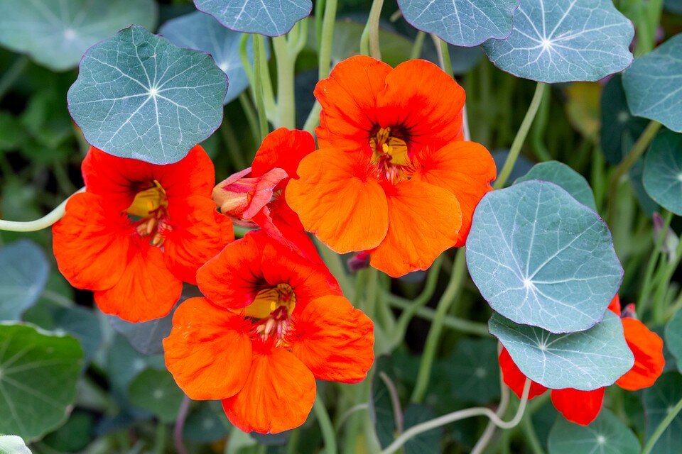 When and How To Sow Nasturtiums? 