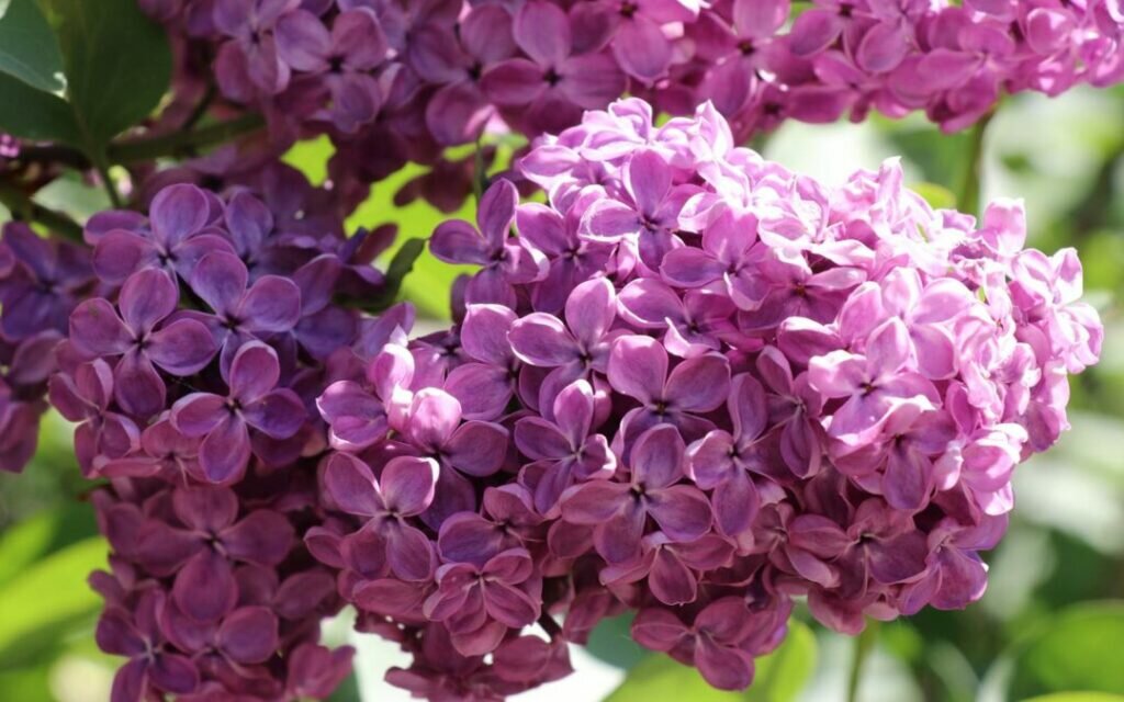 How to Help Your Lilacs to Flower