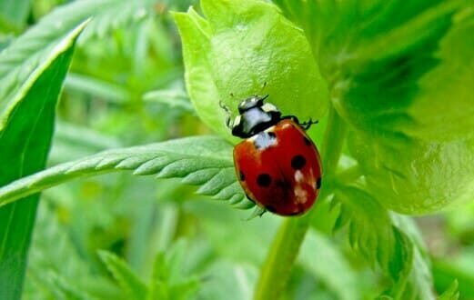 5 Beneficial Insects That Will Actually Help Your Plants