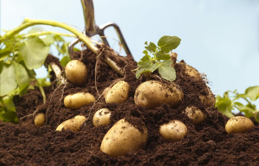 How to Plant Potatoes? : Planting Tips for a Better Potato