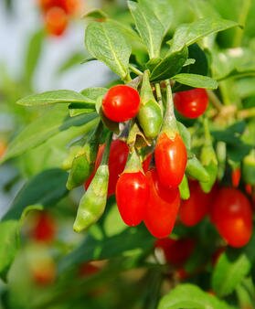How To Plant and Grow The Goji, “Fruit of Happiness”!