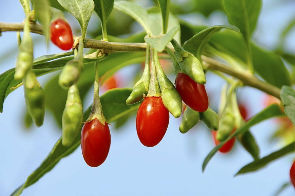 How To Plant and Grow The Goji, “Fruit of Happiness”! 