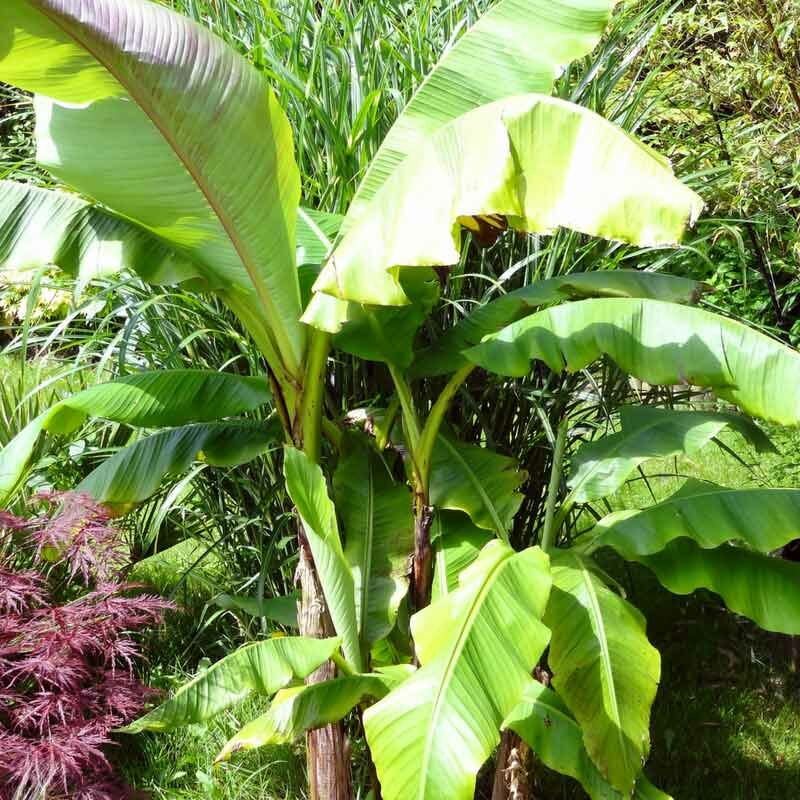 10 Exotic and Hardy Plants For the Jungle Garden