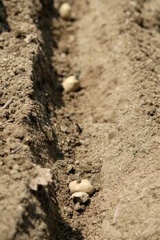 How to Plant Potatoes? : Planting Tips for a Better Potato