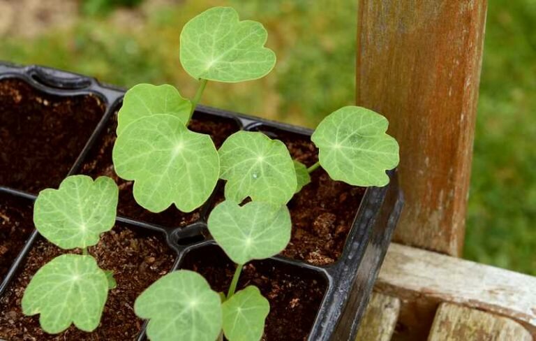 When and How To Sow Nasturtiums?