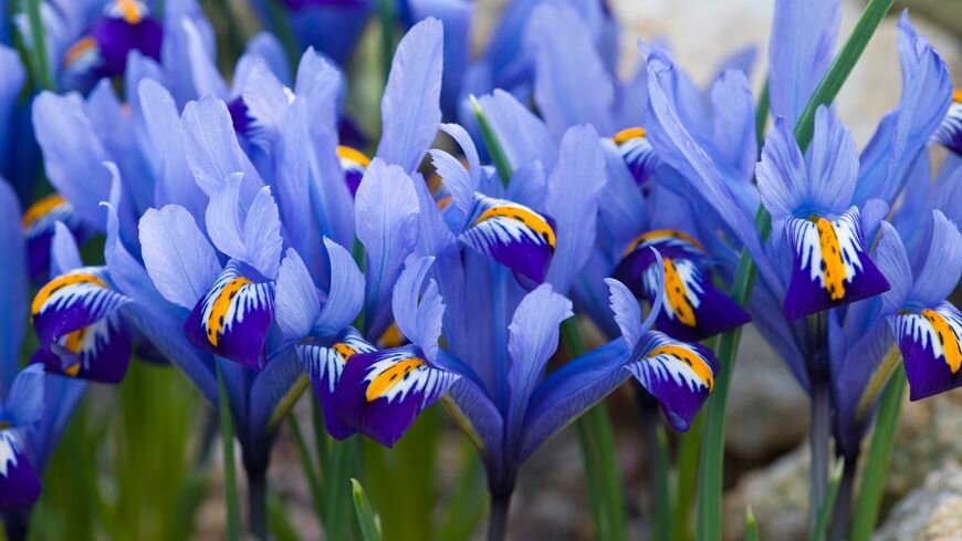 How to Care for Irises Like an Expert 
