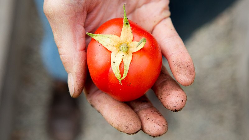 Choosing the Right Type of Tomatoes