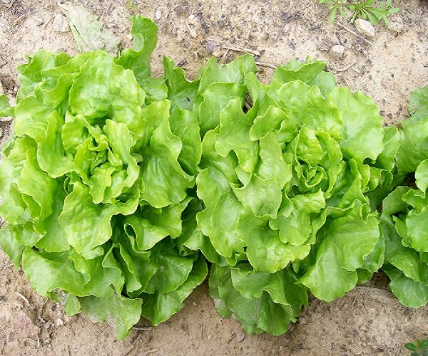 Summer crisp lettuces